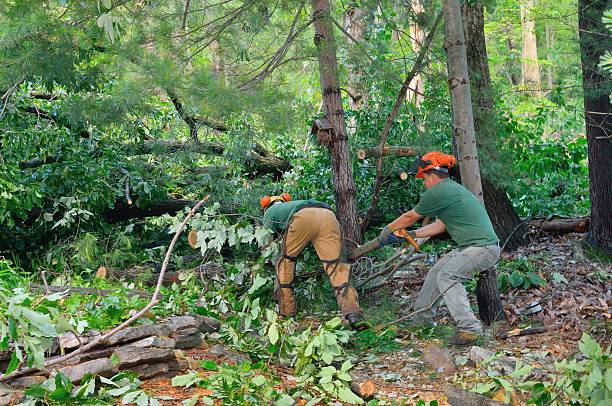  Aurora, CO Tree Removal Pros